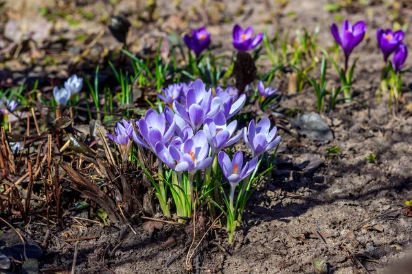 Violet Flowering Crocuses Close View — Stock Photo, Image
