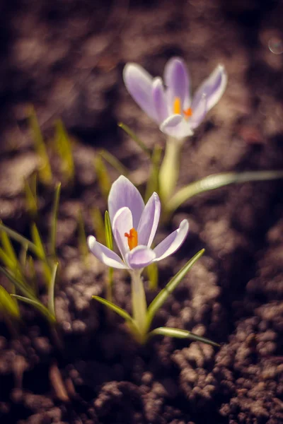 Violet Flowering Crocuses Close View — Stock Photo, Image