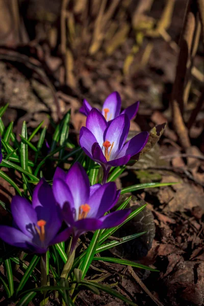 Violett Blühende Krokusse Nahsicht — Stockfoto