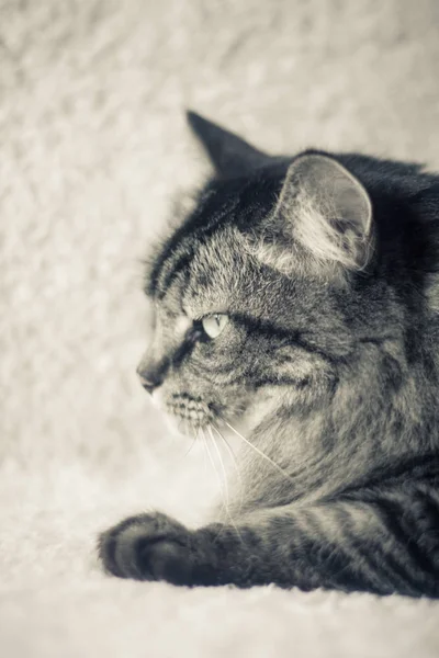 Fluffy Home Cat Cerca —  Fotos de Stock