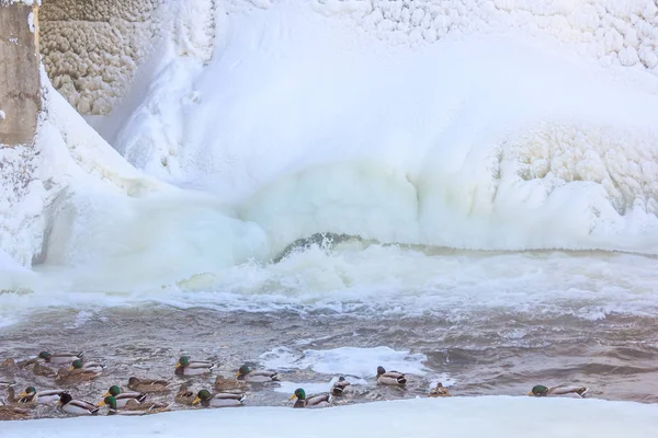 Les Canards Nagent Sur Lac Hiver Vidéo — Photo