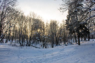Winter park manzara. Güzel manzara. Doğa 