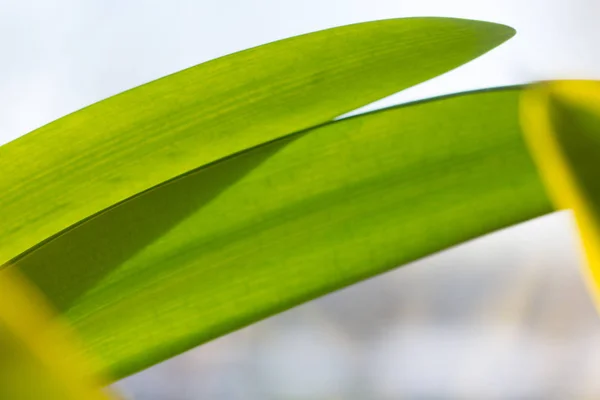 Primer Plano Las Hojas Planta Como Fondo — Foto de Stock