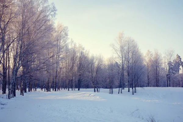 Winter Park Krajina Krásná Krajina Příroda — Stock fotografie