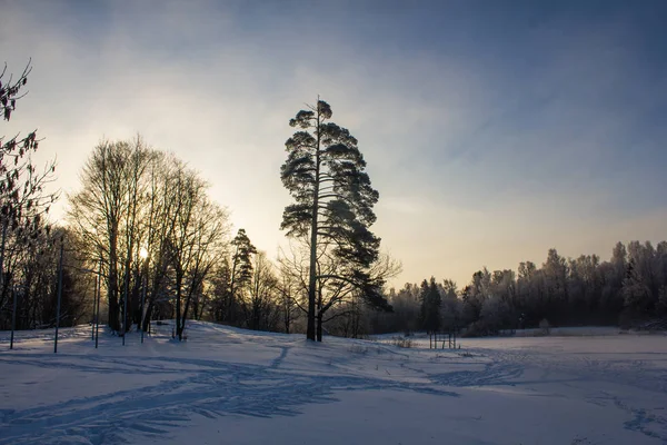 Paysage Parc Hiver Beau Paysage Nature — Photo