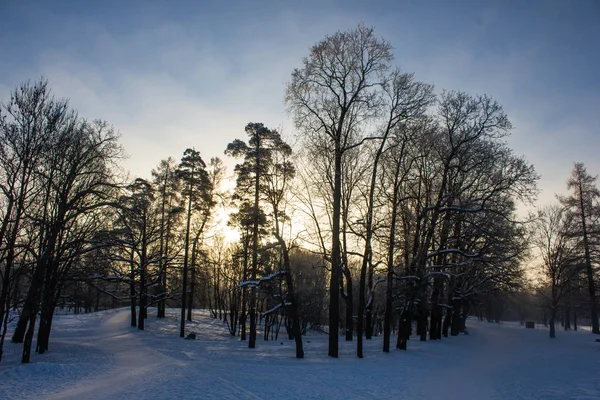 Paysage Parc Hiver Beau Paysage Nature — Photo