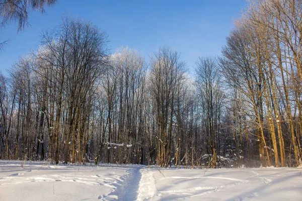 Winterparklandschaft Schöne Landschaft Natur — Stockfoto