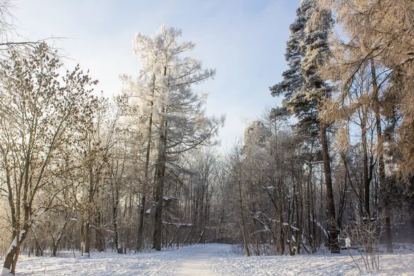 Пейзаж Зимнего Парка Красивый Пейзаж Природа — стоковое фото