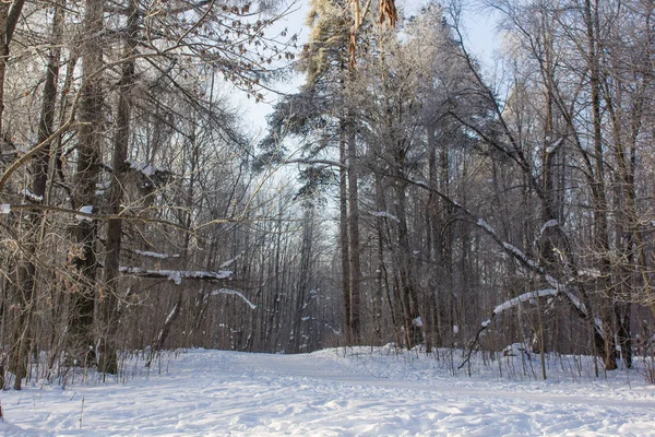 Пейзаж Зимнего Парка Красивый Пейзаж Природа — стоковое фото