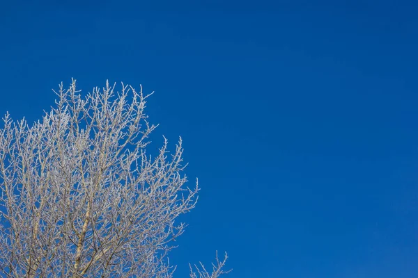 Albero Solitario Contro Cielo Blu — Foto Stock