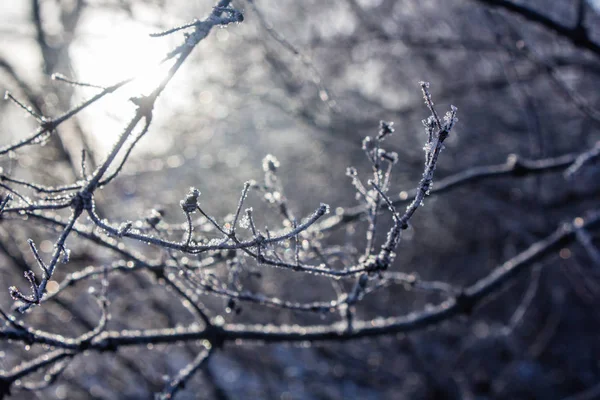 Verschneite Zweige Winterlandschaft — Stockfoto