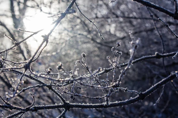 Ramas Árboles Nevados Paisaje Invernal —  Fotos de Stock