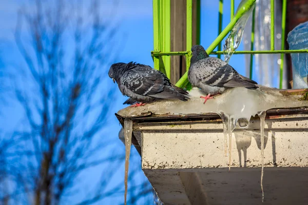 Tauben Auf Dem Balkon Nahaufnahme — Stockfoto