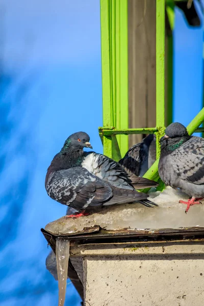 Tauben Auf Dem Balkon Nahaufnahme — Stockfoto