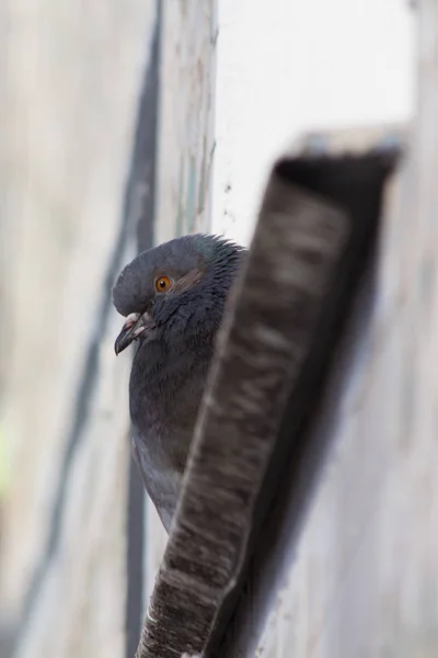 Een Grijze Duif Close — Stockfoto