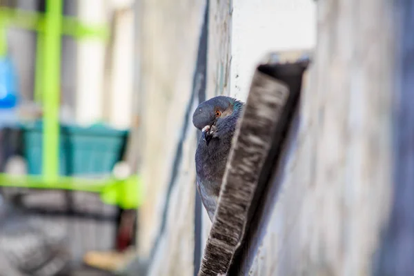 Eine Graue Taube Aus Nächster Nähe — Stockfoto