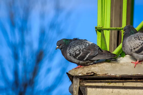 Eine Graue Taube Aus Nächster Nähe — Stockfoto