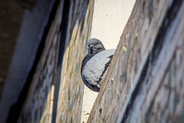 つの灰色の鳩をクローズ アップ — ストック写真