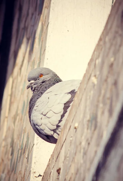 Bir Gri Güvercin Yakın — Stok fotoğraf