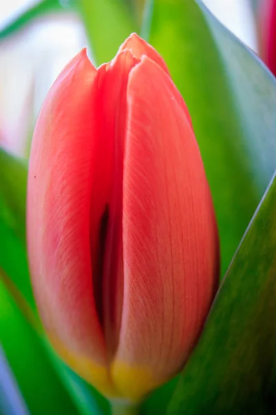 Закрыть Свежий Цветок Тюльпана Качестве Фона — стоковое фото