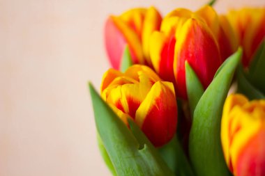 güzel parlak laleler, yakın çekim