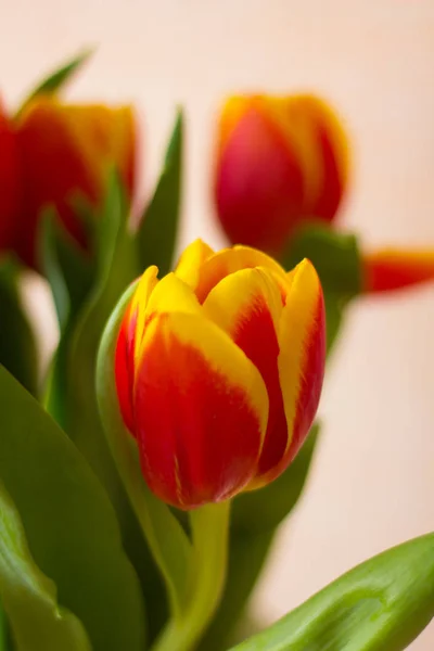 Красивые Яркие Тюльпаны Закрыть — стоковое фото