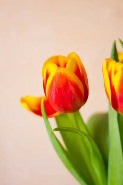 Красивые Яркие Тюльпаны Закрыть — стоковое фото