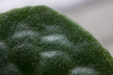 arka plan olarak bitki yaprağı yüzeyinin yakın 