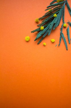 Mimoza şube turuncu bir arka plan üzerinde