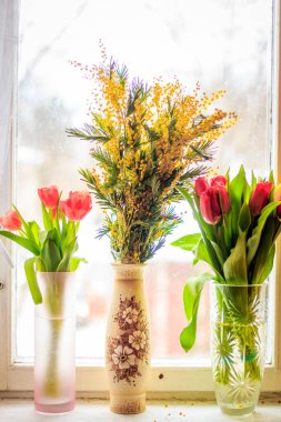 güzel bahar lale ve pencere üzerinde vazolar mimoza 