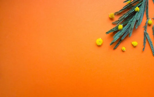 Mimoza Şube Turuncu Bir Arka Plan Üzerinde — Stok fotoğraf