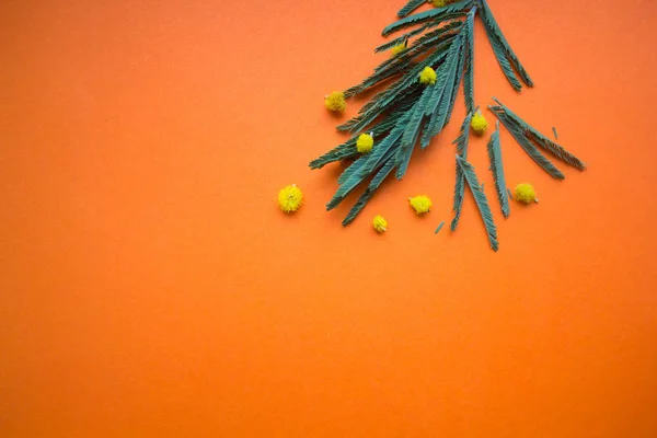 Mimosa Branch Een Oranje Achtergrond — Stockfoto