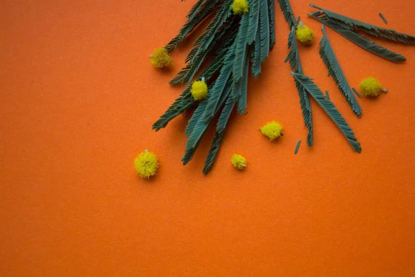 Cabang Mimosa Pada Latar Belakang Oranye — Stok Foto