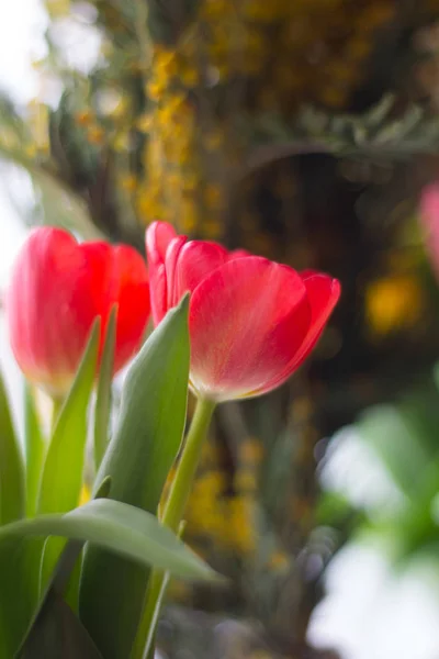 Belles Tulipes Lumineuses Gros Plan — Photo