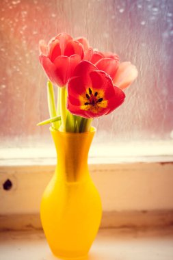 pencere üzerinde taze ilk lale 