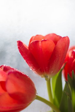 pencere üzerinde taze ilk lale 