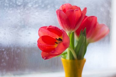 pencere üzerinde taze ilk lale 