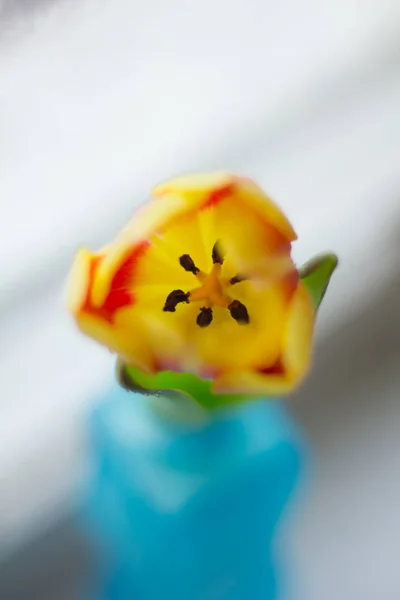 Fresh Tulip Close View — Stock Photo, Image