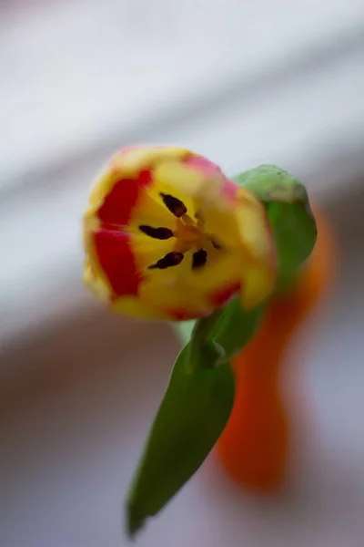 Tulipan Wiosna Piękne Wazonie Parapecie — Zdjęcie stockowe
