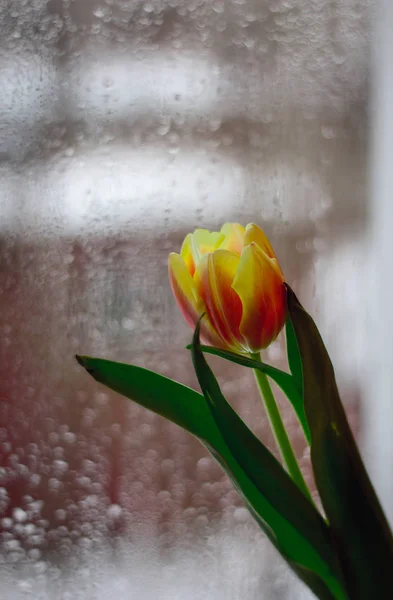Friss Piros Sárga Tulipánok Vázában — Stock Fotó