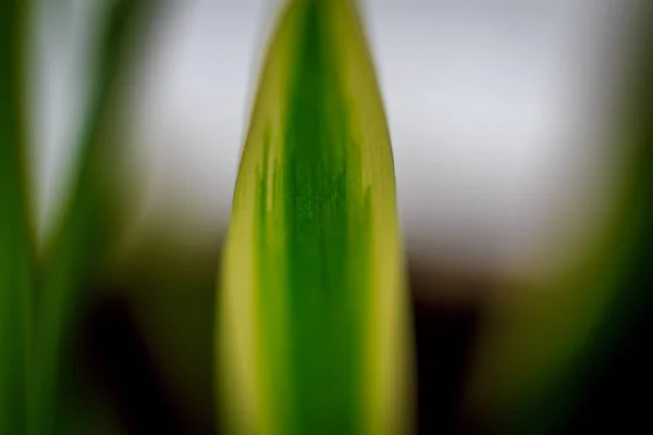 Nahaufnahme Des Pflanzenblattes Als Hintergrund — Stockfoto