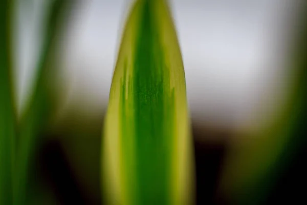 Close Folha Planta Como Fundo — Fotografia de Stock