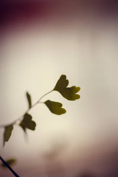 Close Plant Leaf Background — Stock Photo, Image