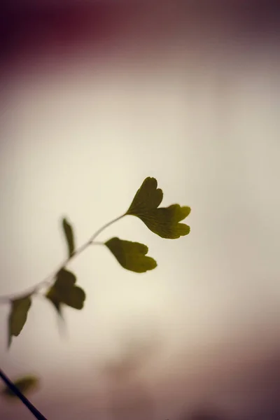 Close Folha Planta Como Fundo — Fotografia de Stock