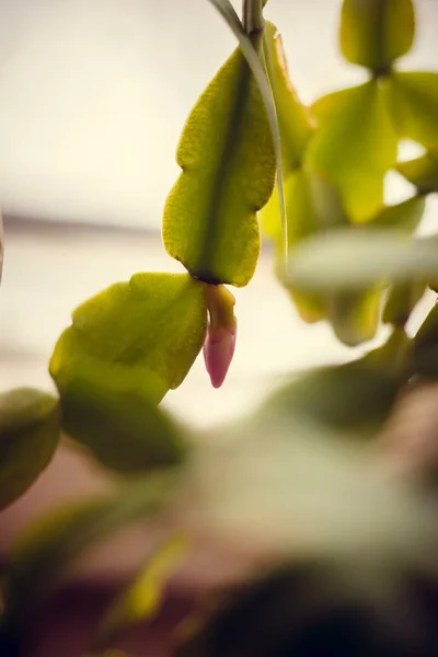 Närbild Växters Blad Som Bakgrund — Stockfoto