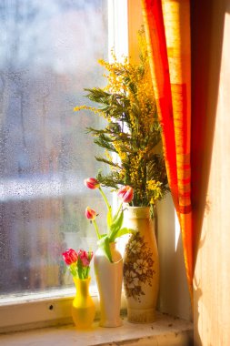 güzel bahar lale ve pencere üzerinde vazolar mimoza 