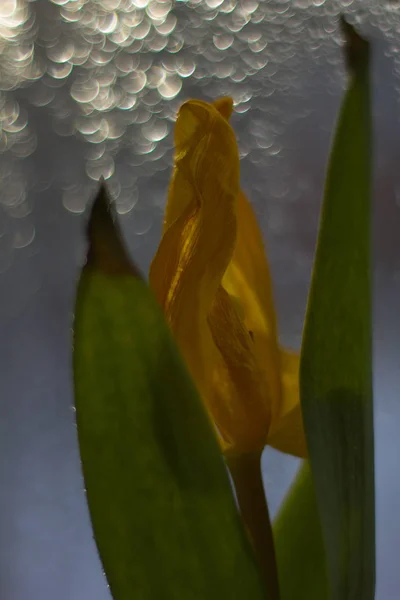 Tulip Piękny Kwiat Zbliżenie — Zdjęcie stockowe