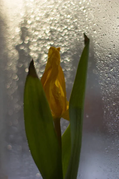 Tulip Piękny Kwiat Zbliżenie — Zdjęcie stockowe