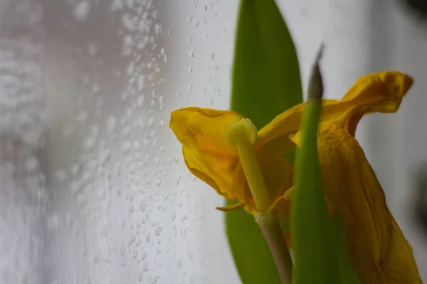 Крупним Планом Свіжа Квітка Тюльпанів Фон — стокове фото