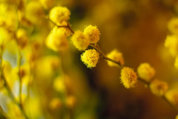 Zbliżenie Kwiatów Mimozy Niewyraźne Tło — Zdjęcie stockowe